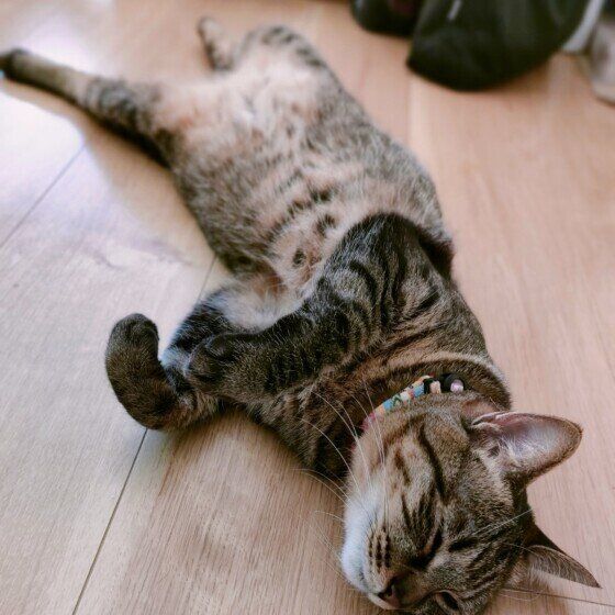 床にゴロンするはるちゃん（MIX）