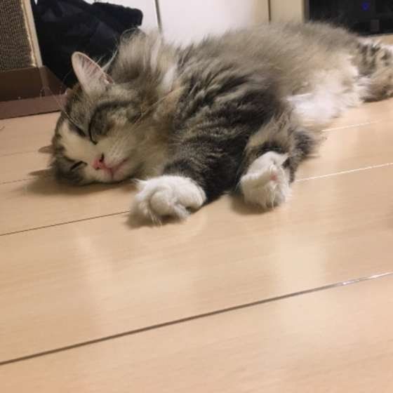 フローリングに横たわる猫