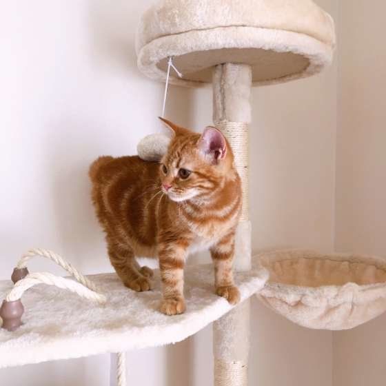 キャットタワーで遊ぶアメリカンショートヘア