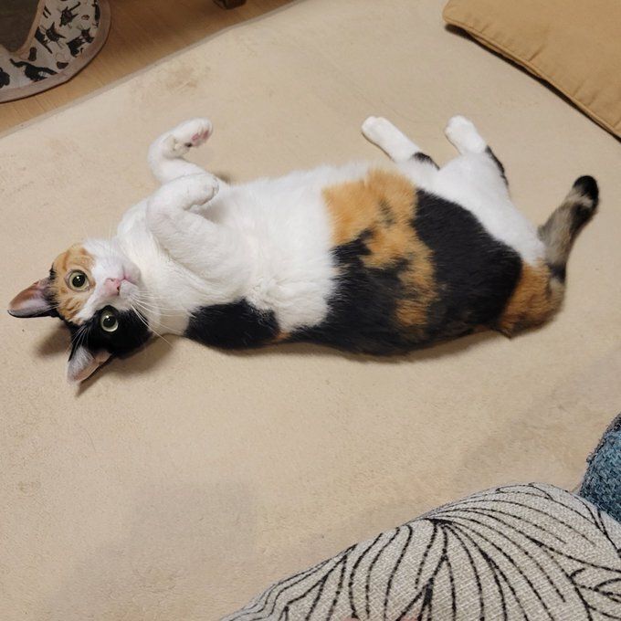 仰向けに寝転んで飼い主を見る猫