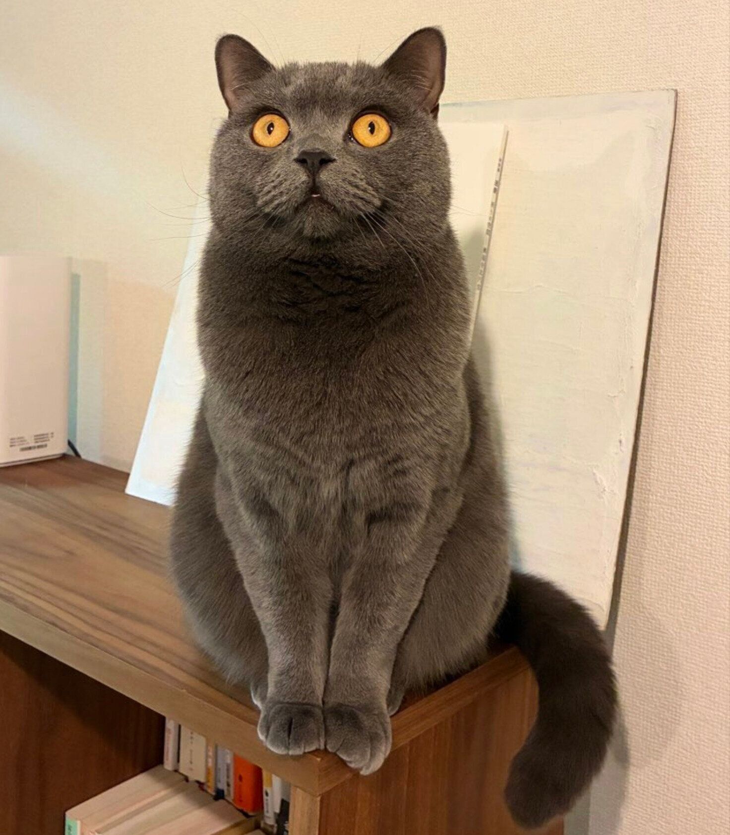 見つめる安二郎くん