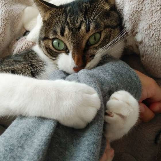 しがみつくキジトラ