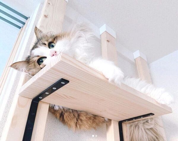 キャットステップでまったりする、まーこちゃん