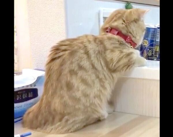 洗い物中の飼い主さんを見守るぷてぃこちゃん