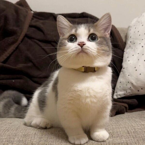 ソファに座るチノちゃん