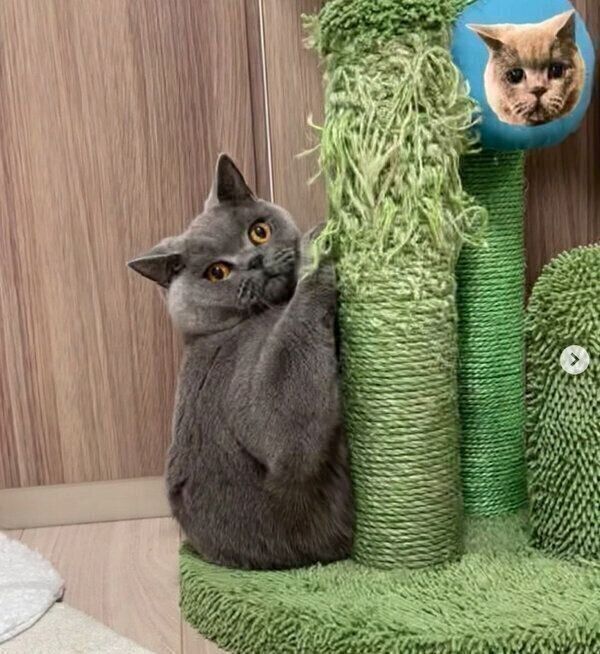 爪とぎポールにしがみつくトロくん