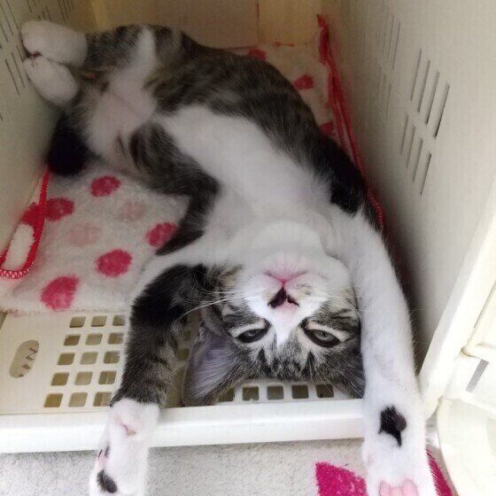 キジトラのとら実ちゃん