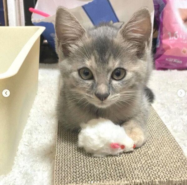 爪とぎ器の上でくつろぐくぅちゃん