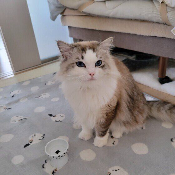 ラグドールのミーくん