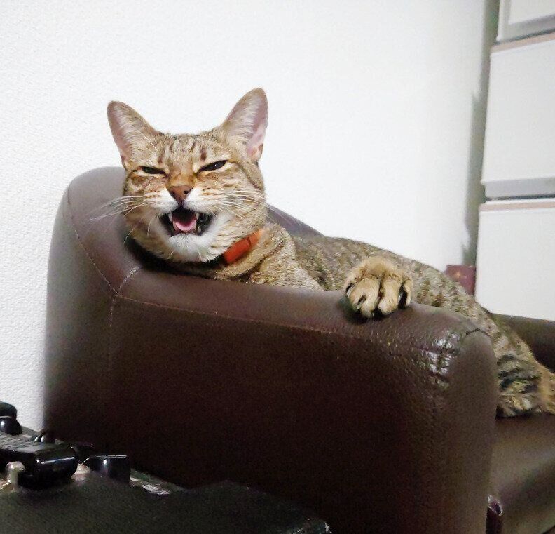 チェアでくつろぐもなちゃん