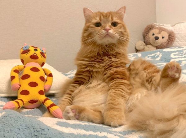 ぬいぐるみと並ぶちくわちゃん