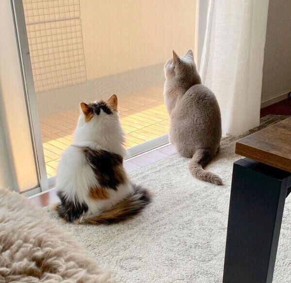 ニャルソックをするらむねちゃん、みるくちゃん