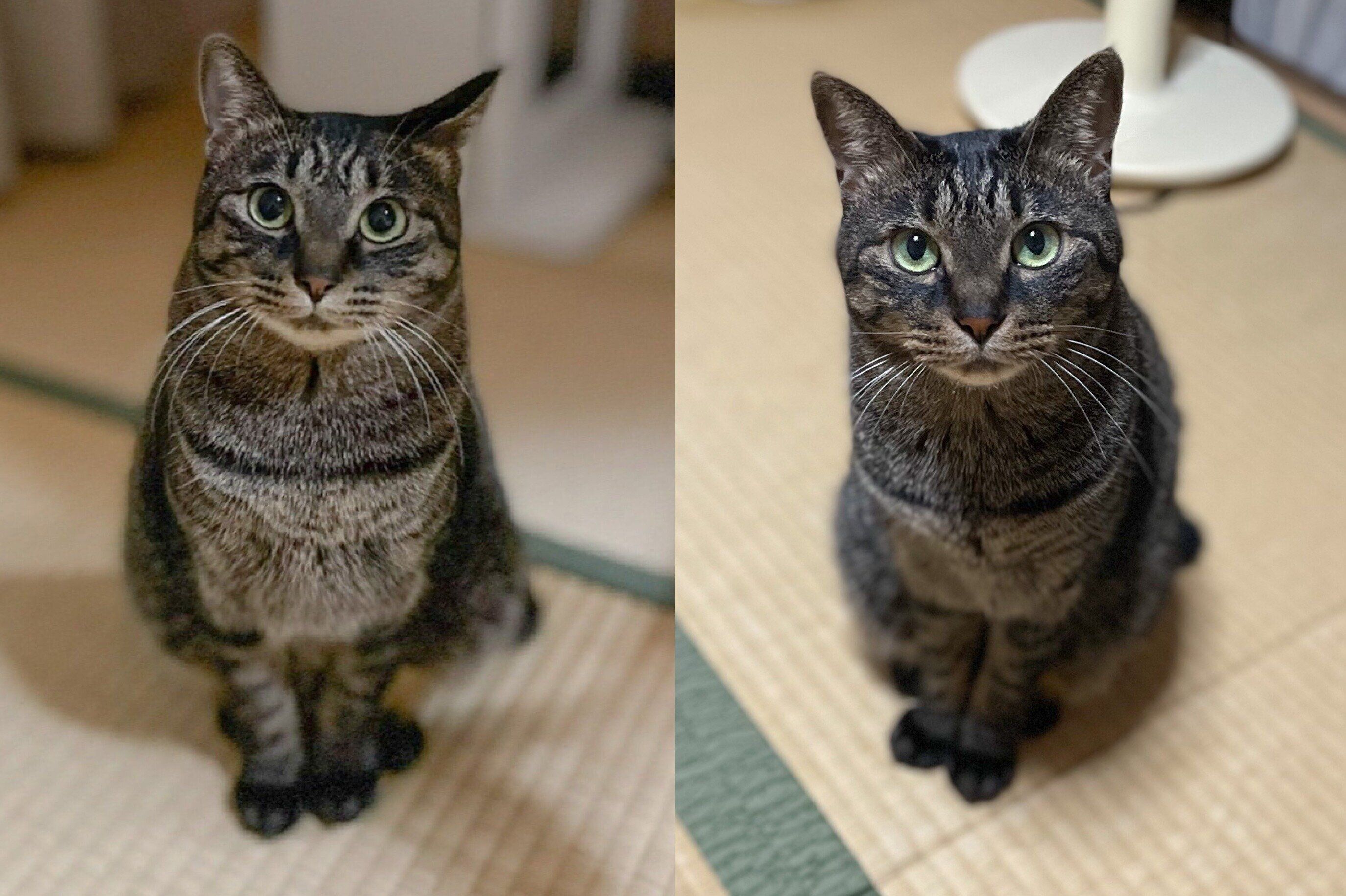 お迎え半年後と5才の猫の比較写真