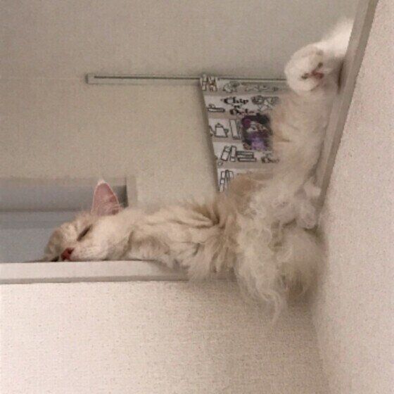 寝るルミエールくん（メインクーン）