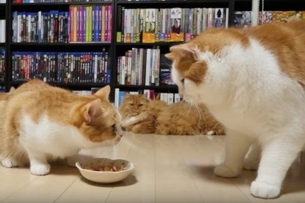 妹思いの兄ニャンコ