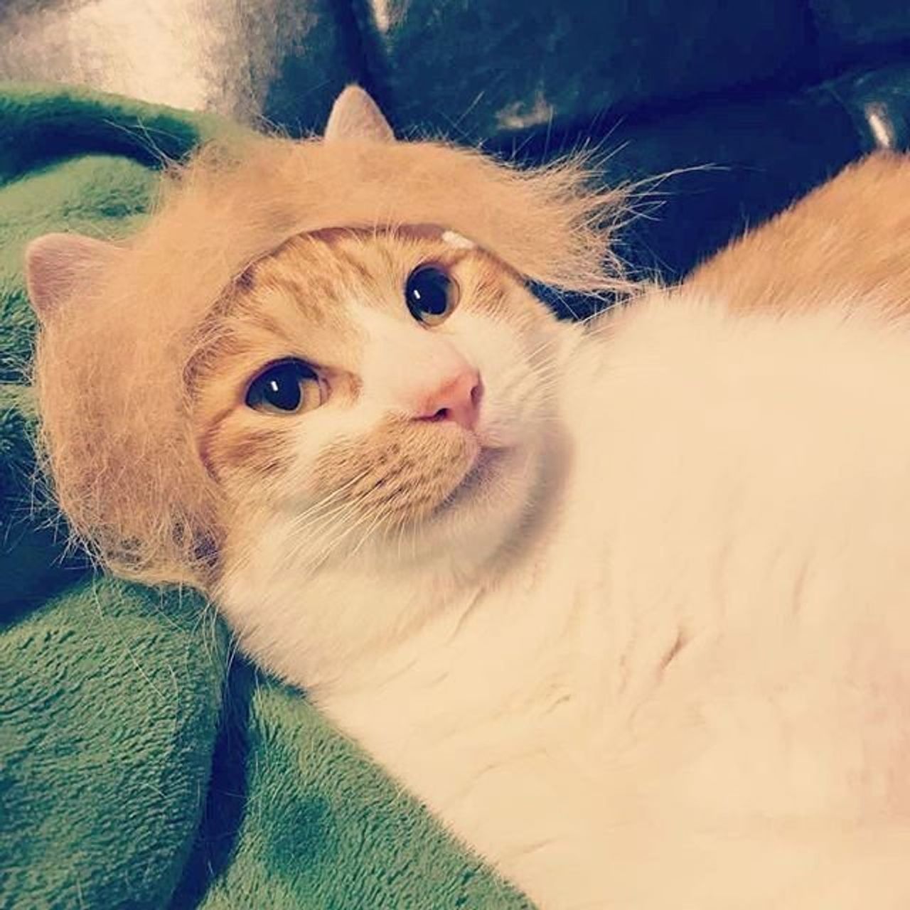 猫の 抜け毛アート って知ってる かわいすぎる作品をご紹介 ねこのきもちweb Magazine 猫の 抜け毛アート って知ってる かわいすぎる作品をご紹介 ねこのきもちweb Magazine