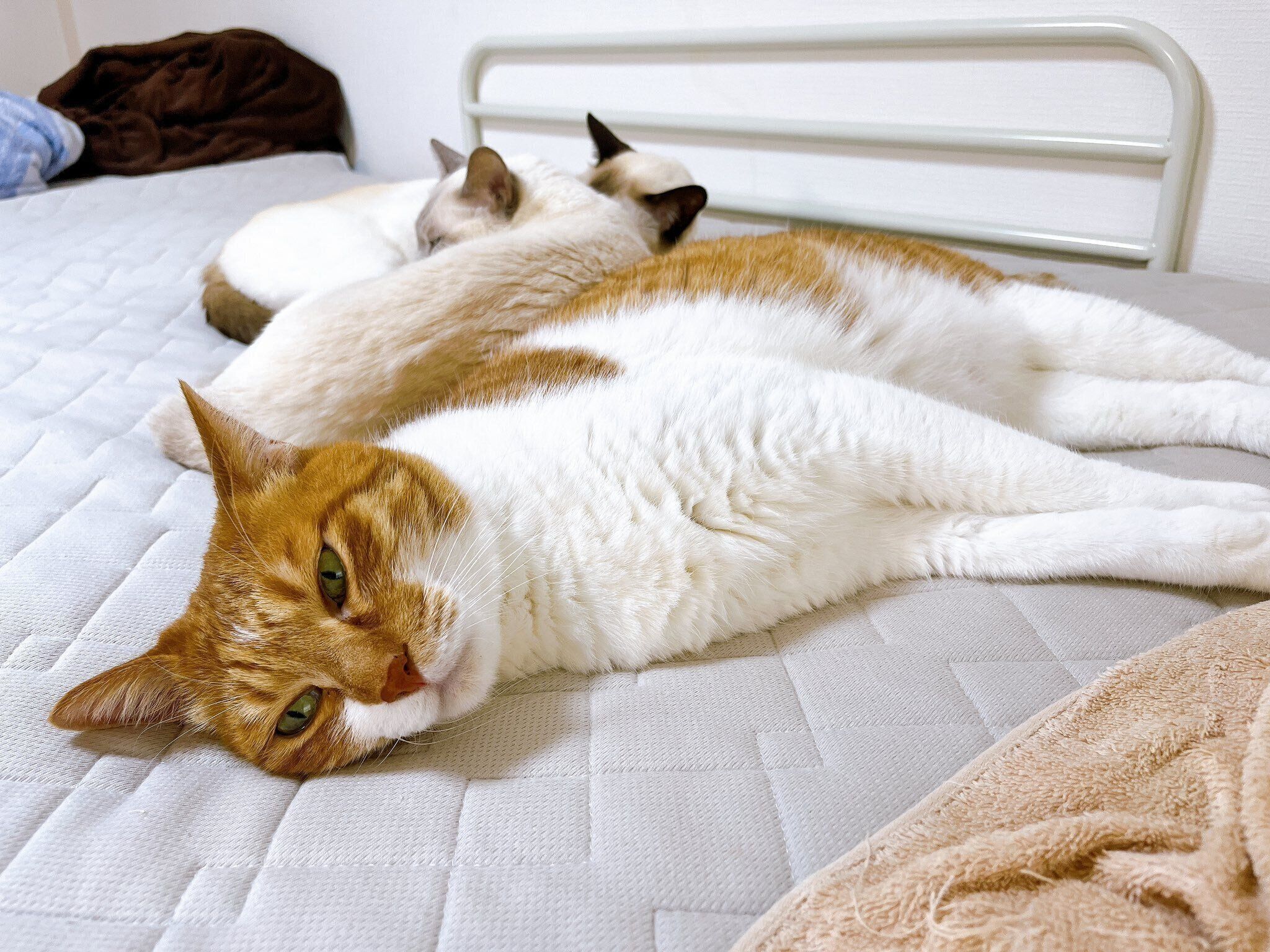 飼い主さんのベッドで寝転がる猫たち