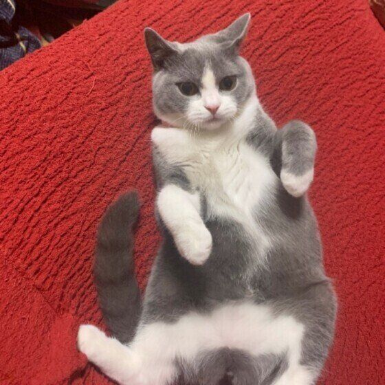 またたびが好きなブリティッシュショートヘア