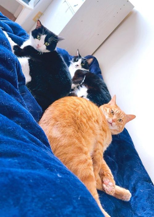 青い毛布の上でくつろぐ3匹の猫