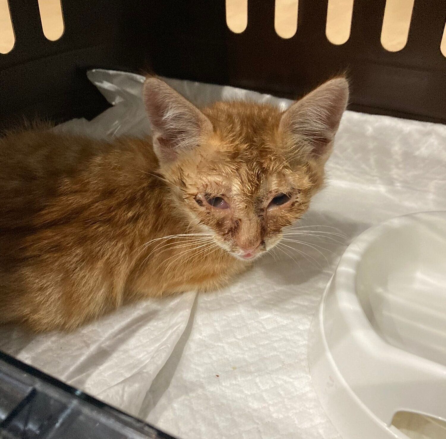 保護当時のおぬしくん