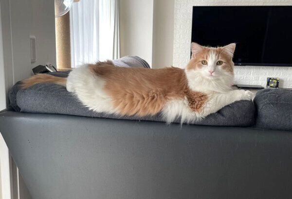 ソファでくつろぐ博士くん