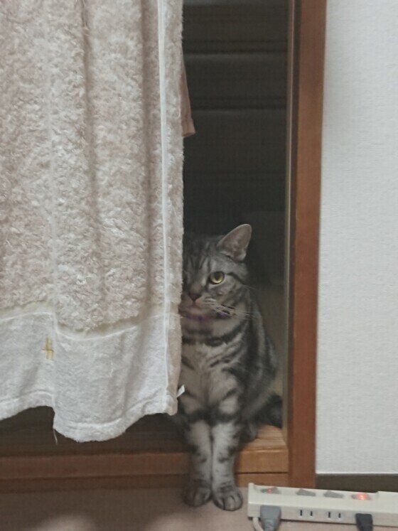 じーっと見つめるりんたろう