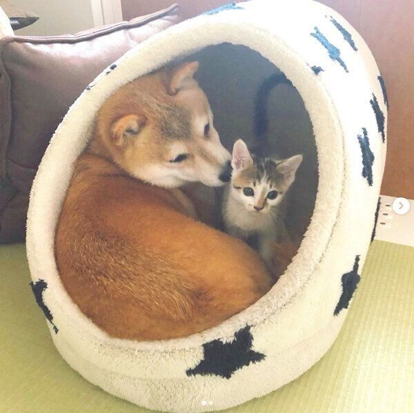 寄り添うちくわくんとリンタローくん