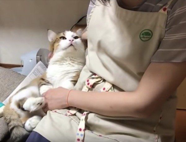 甘えるニャンコ