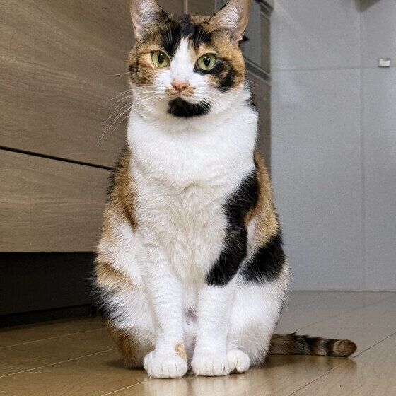 ミケのガジラちゃん