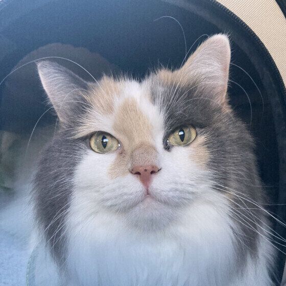 Mix（ミケ）のメロウちゃん♪