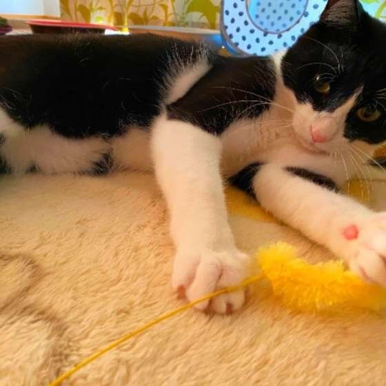 おもちゃで遊ぶ猫