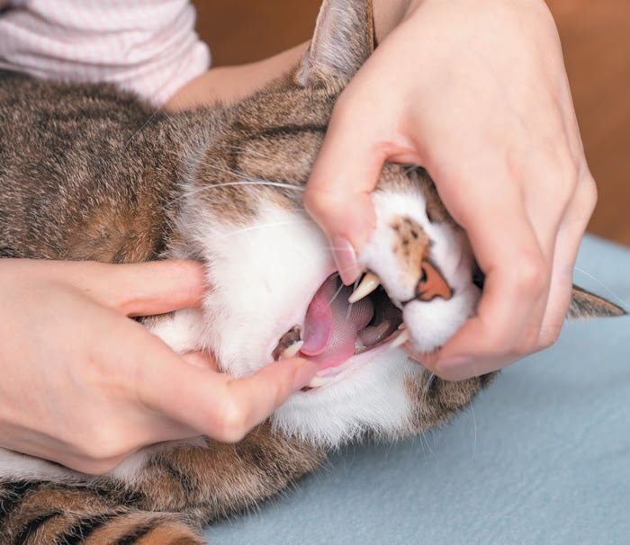 猫の犬歯の後ろを押して下あごを下げる