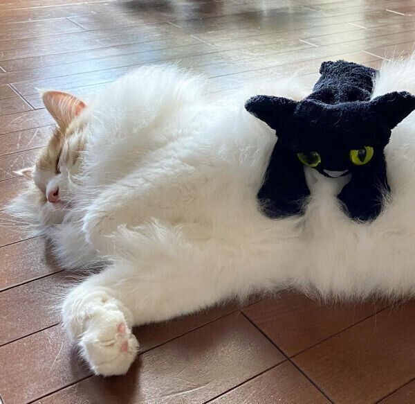 眠るフーゴくん