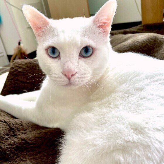 カメラ目線の白猫