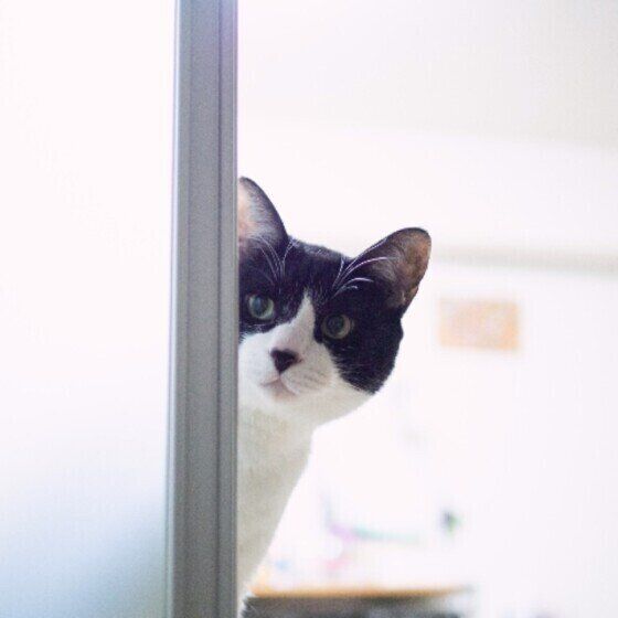ドアから覗く猫（MIX、オス）