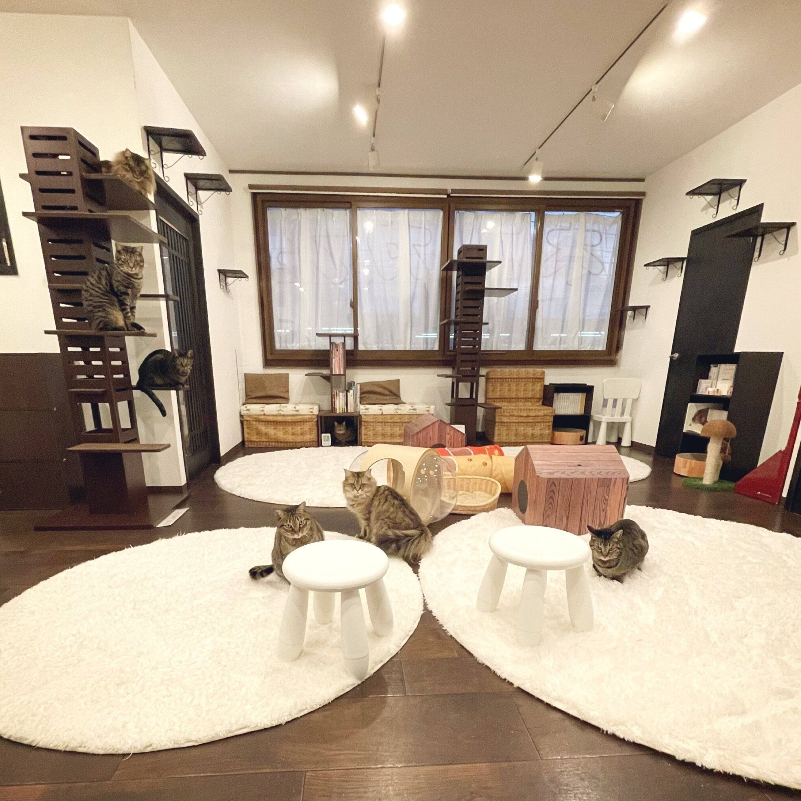 ほっこり落ち着ける空間でのんびり過ごす”しましま”たち