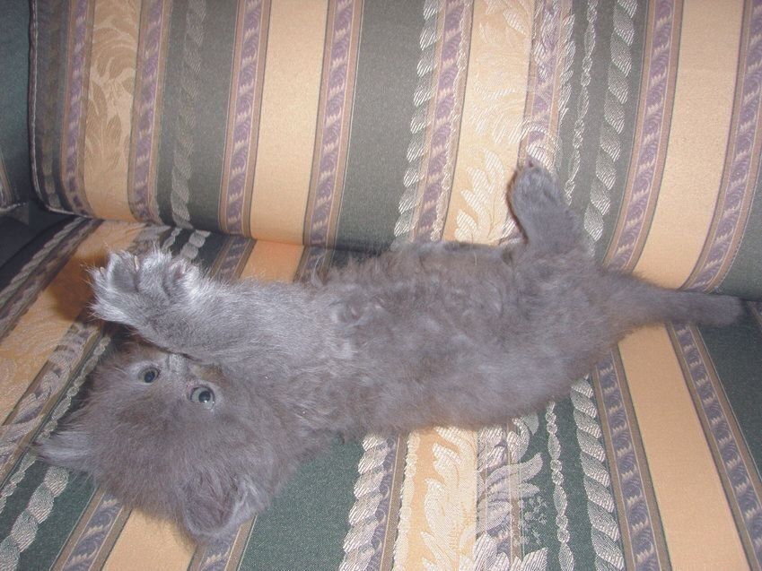 画像／ねこのきもち2023年11月号