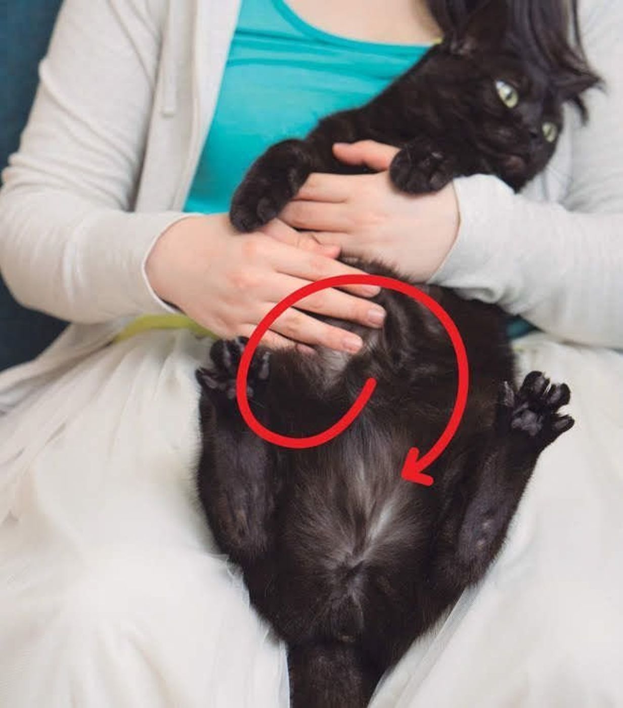 獣医師監修 猫は何日出ないと便秘 与えたい食べ物やマッサージなど ねこのきもちweb Magazine 獣医師監修 猫は何日出ないと便秘 与えたい食べ物やマッサージなど ねこのきもちweb Magazine