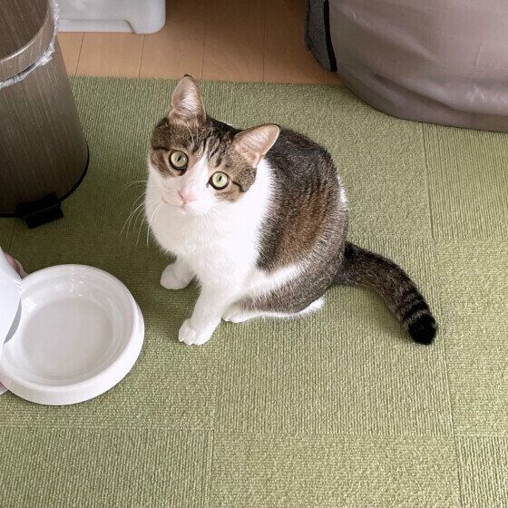 自動給餌器の前で待機する五郎くん