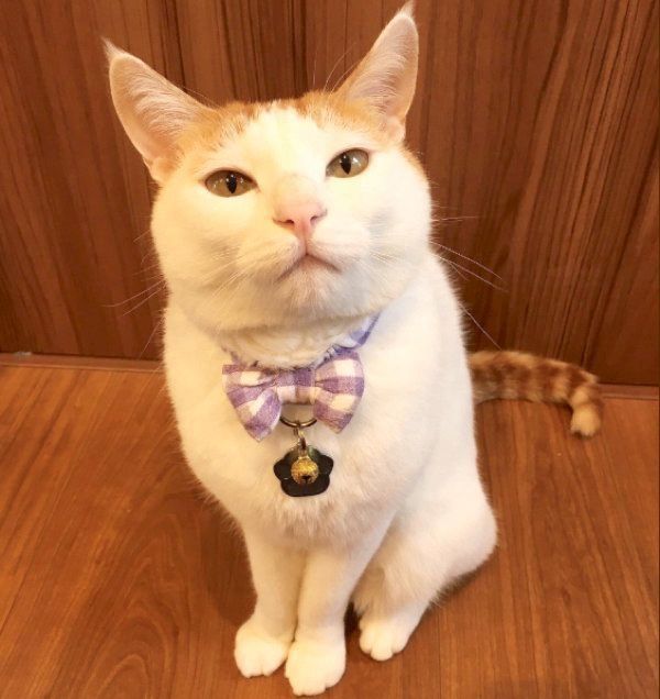 お顔が「肉まん」のように見えるむぎくん