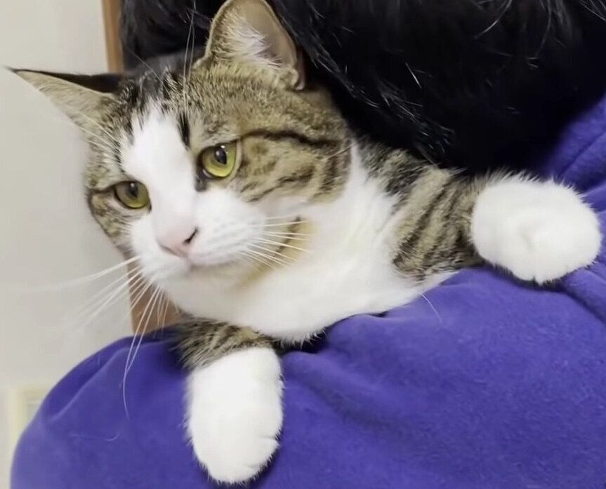 甘える猫