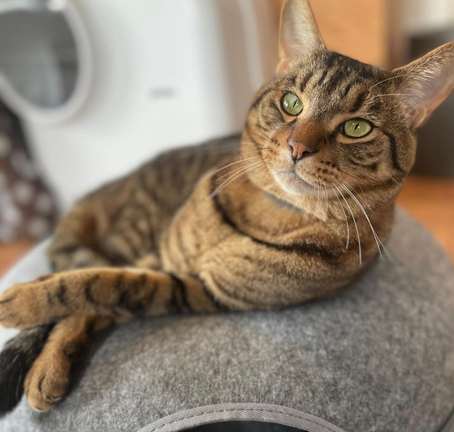 くつろぐソルくん