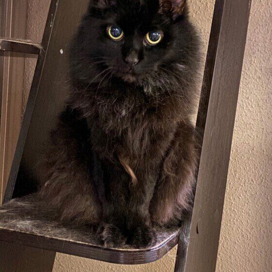 ジャパニーズ・ボブテイルのクリンちゃん