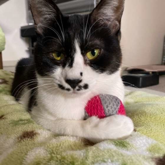 ボールを抱える猫