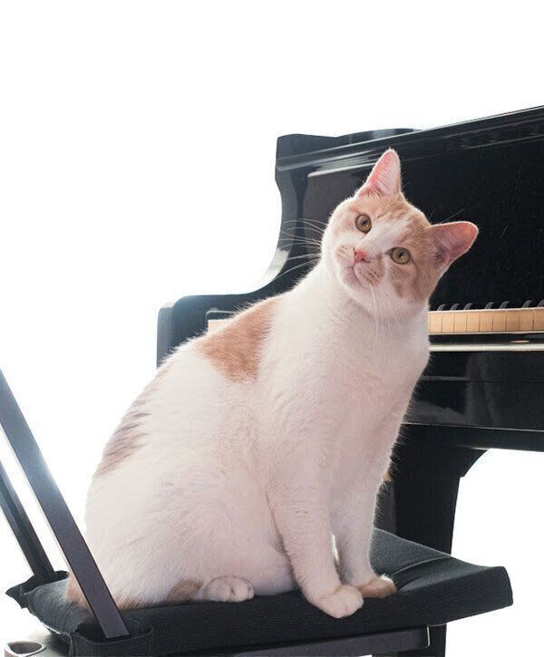 ピアノの前に座る猫