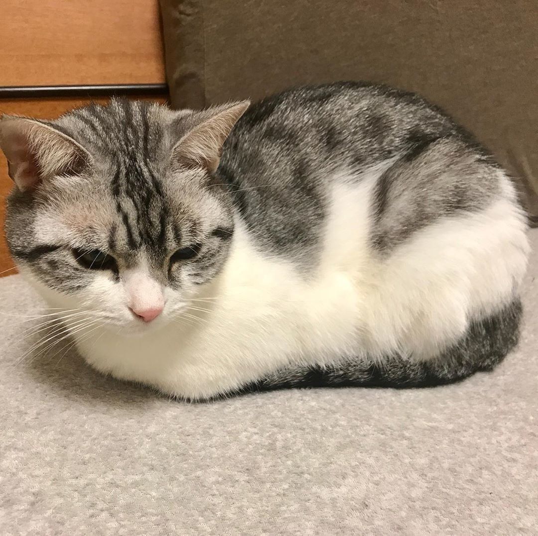 香箱座りする猫