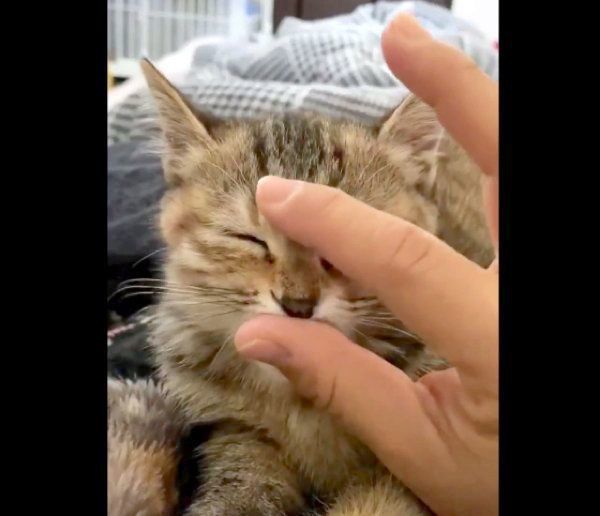 親指をチュパチュパするしじみちゃん