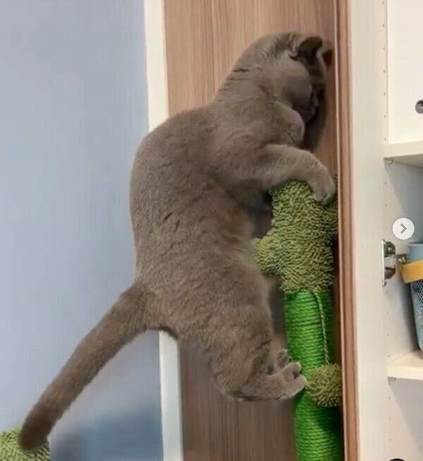 爪とぎポールに登るトロくん