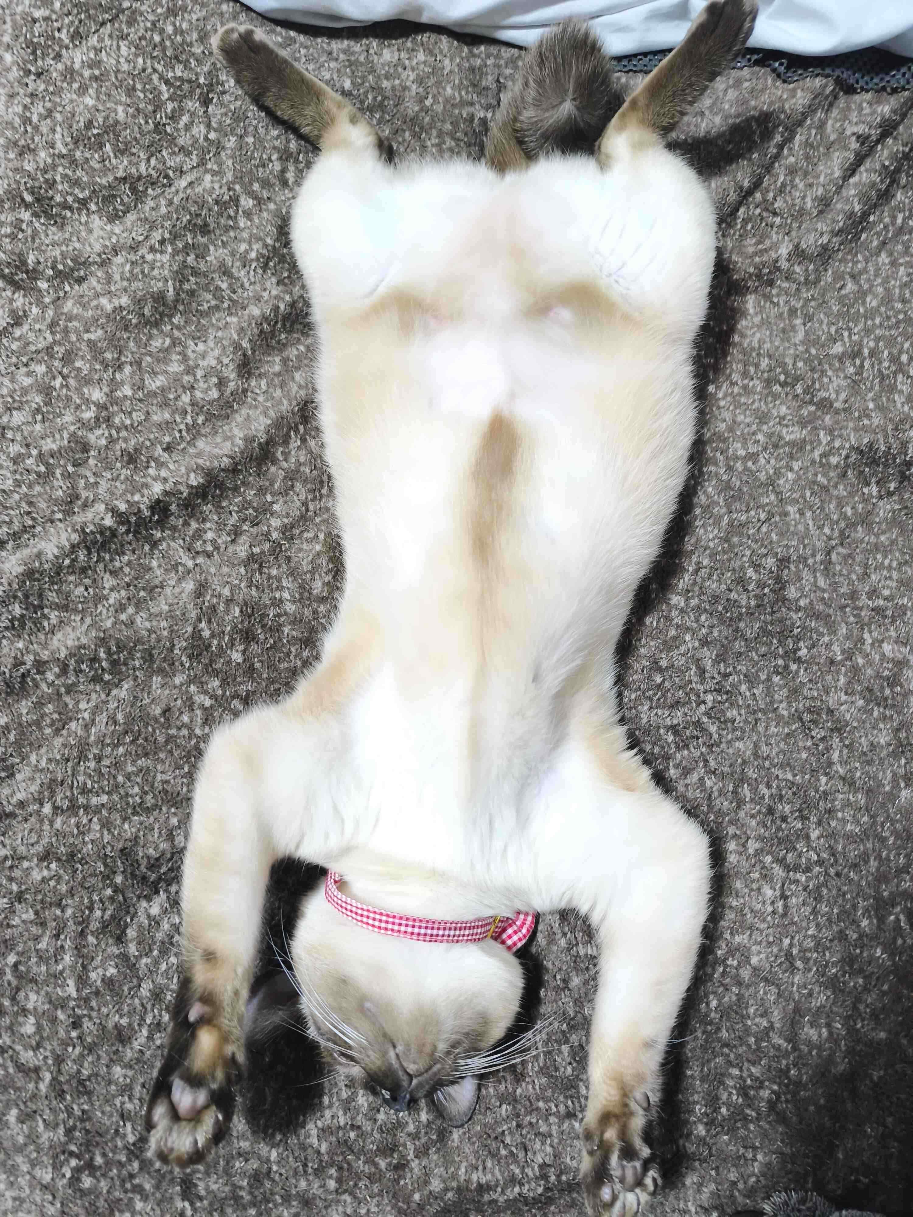 ヘソ天するジジちゃん