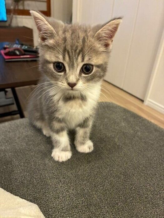 別の日の様子 子猫ならではのあどけない表情がかわいすぎる